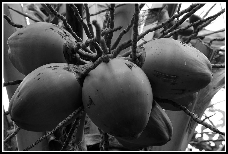 coconuts.jpg