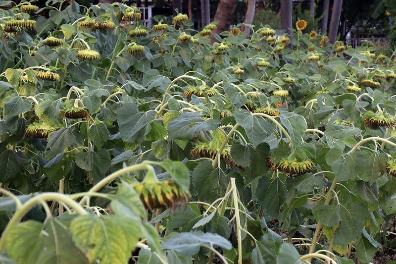 sunflowers down.jpg