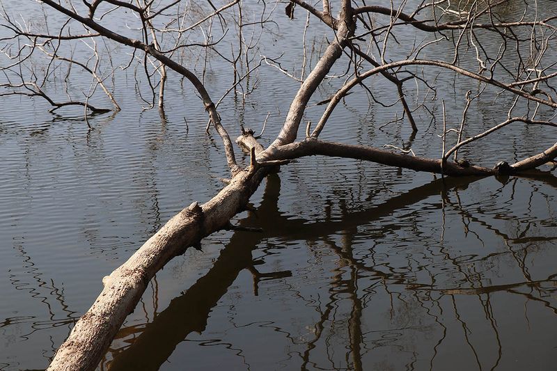 bough and branches.jpg