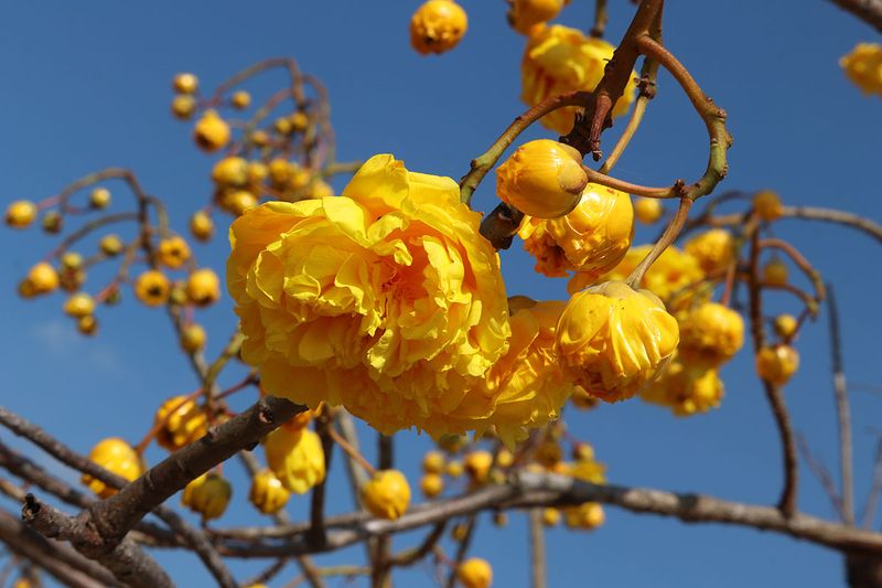 flowering.jpg