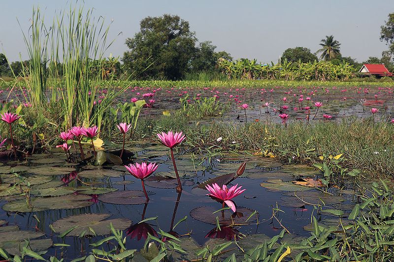 lotus blooms.jpg
