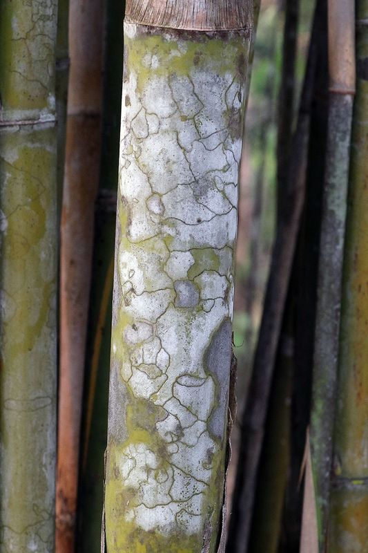 bamboo segment.jpg