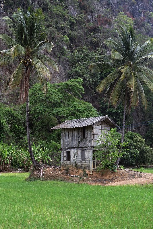 between the coconut trees.jpg