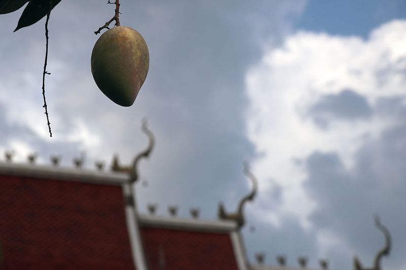 low hanging mango.jpg