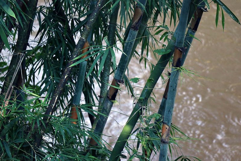 bamboo river bank.jpg