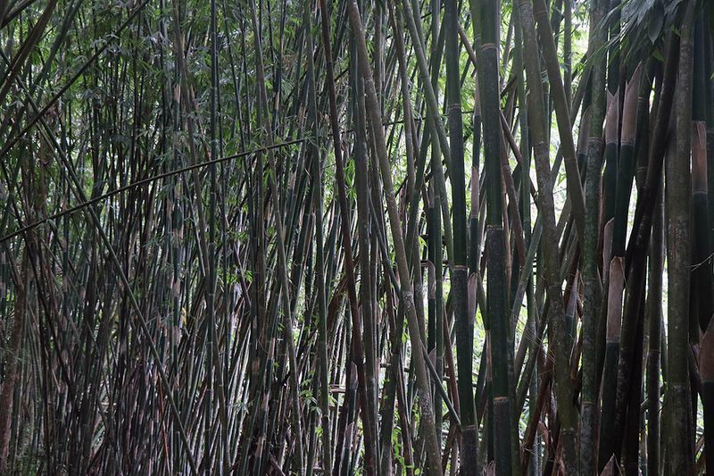 bamboo forest.jpg