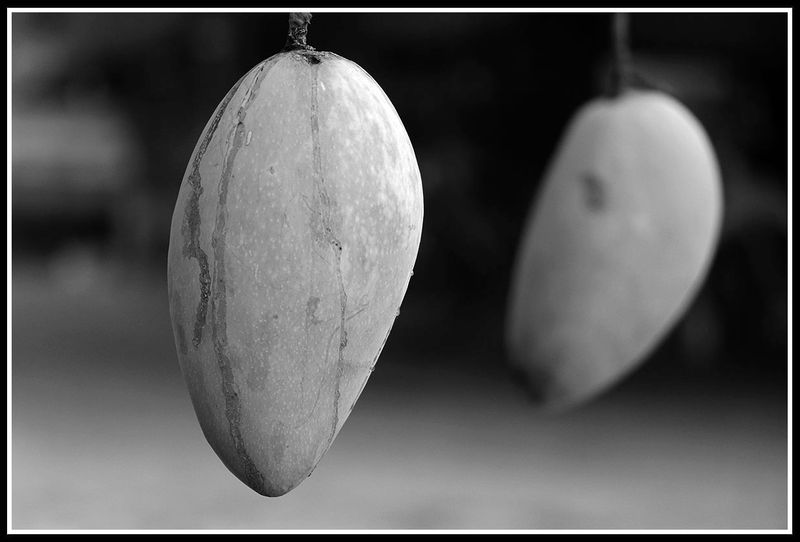 mango.jpg