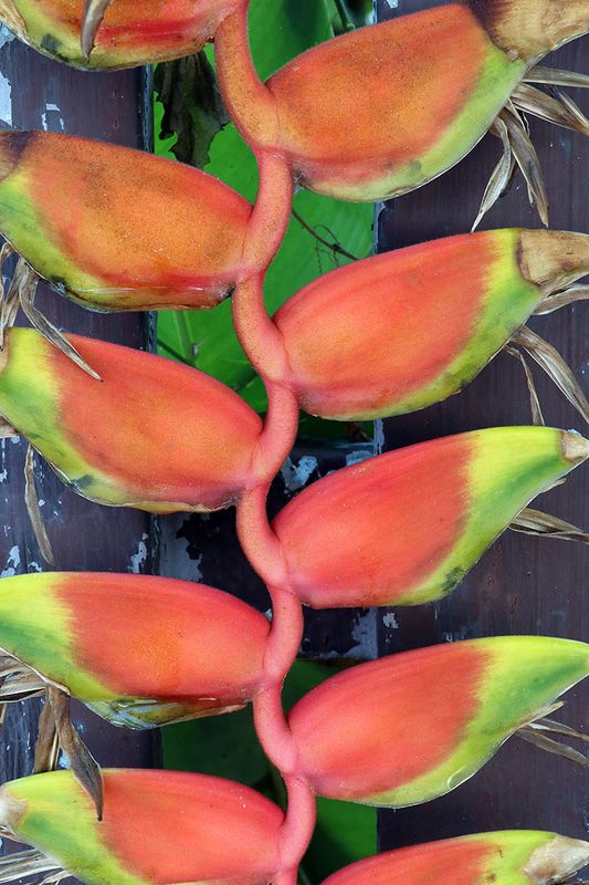 banana flower.jpg