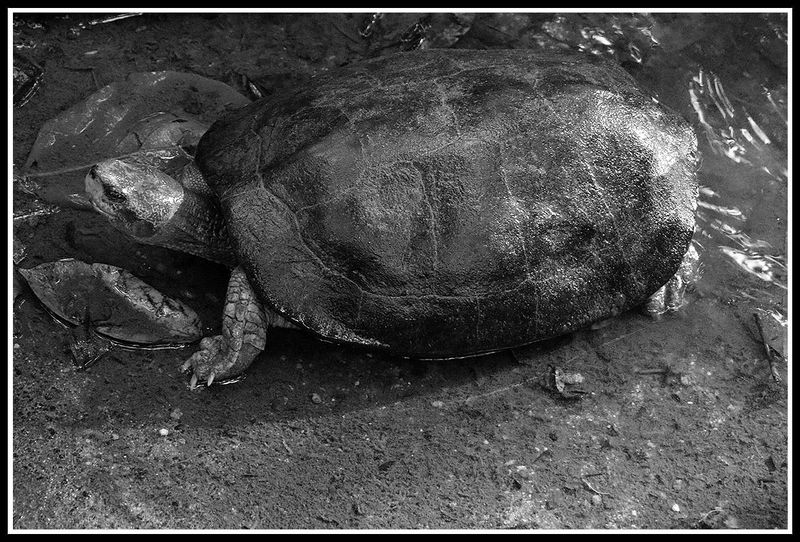 turtle.jpg