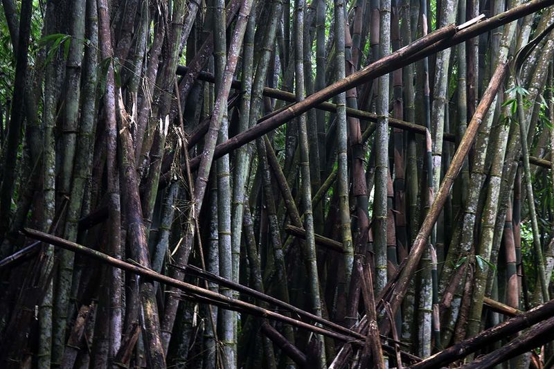 bamboo thicket.jpg