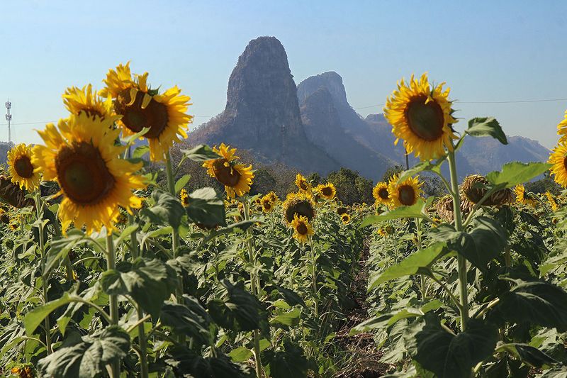 sunflowers.jpg