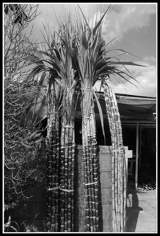 sugar cane bundles.jpg
