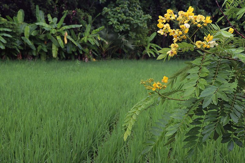 rice field.jpg