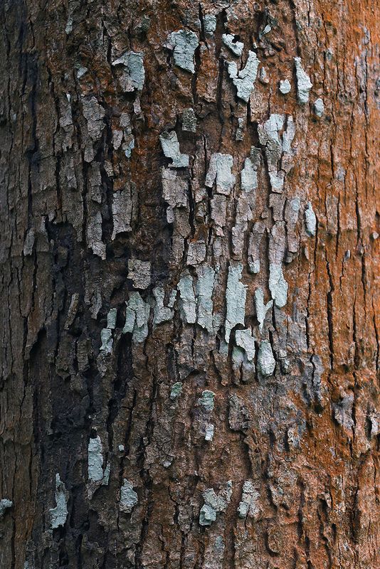 texture of bark.jpg