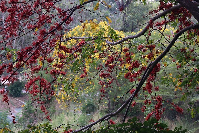 flowering.jpg