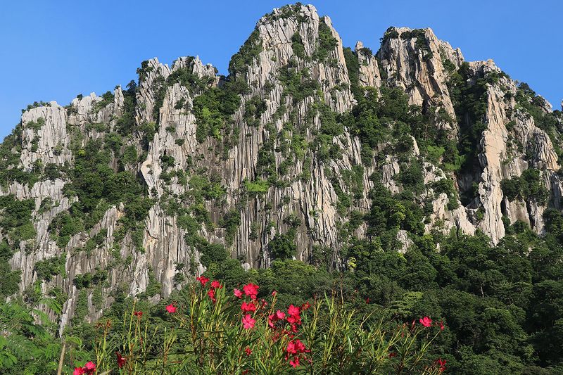 cliffs and flowers.jpg