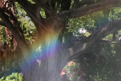 rainbow tree.jpg