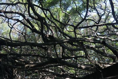 Sai Ngam Banyon Tree Grove