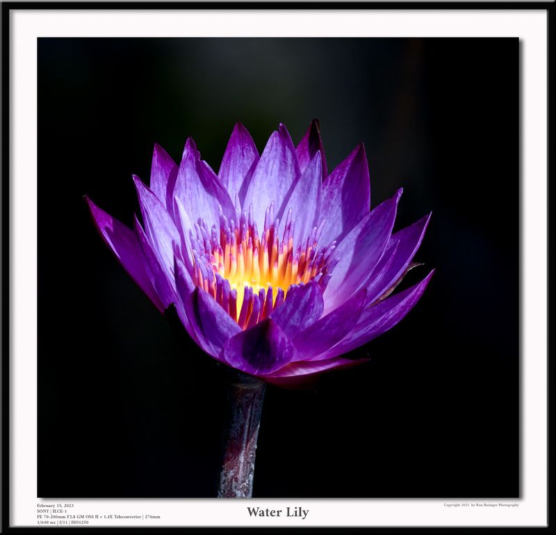 Water Lily