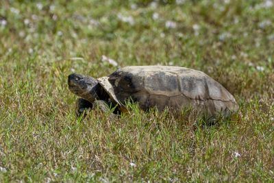 Gopher Tortoise