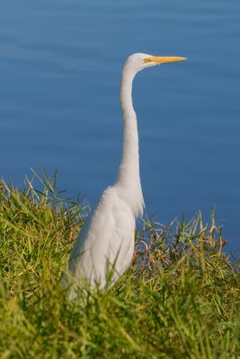 Great Egret