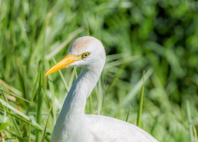 Cattle Egret