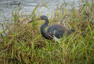 Tricolored Heron