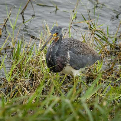 Tricolored Heron