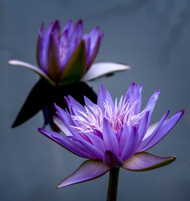 Water Lilies