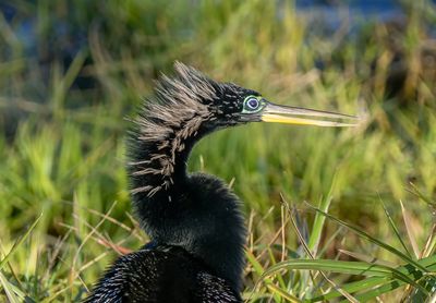 Anhinga in Breeding Plummage