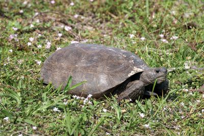 Gopher Tortoise