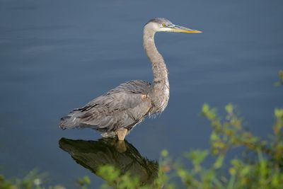 Great Blue Heron