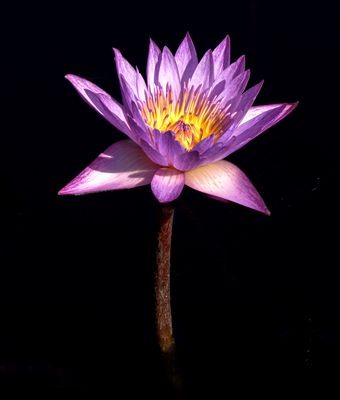 Water Lilies