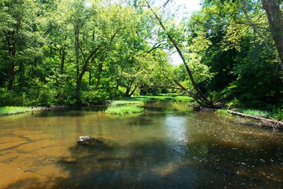 Sulphur Springs