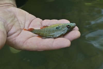 Kevin Was Holding Fish For Me To Photograph For Him