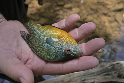 Kevin Was Holding Fish For Me To Photograph For Him