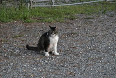A Cute Stray Cat We Saw