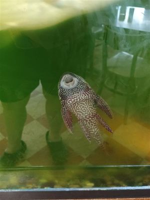 Dirty Fish Tank at Diner