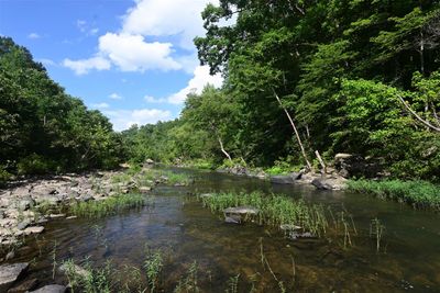 Branch Hollow