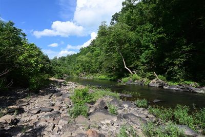 Branch Hollow