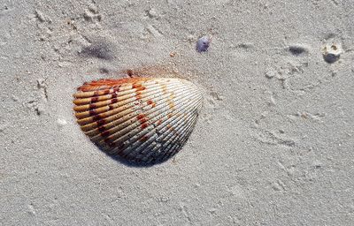 g13/09/515909/3/175624575.f02642c1.JPEG