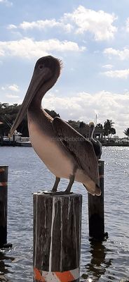 g13/09/515909/3/175628613.3f5957a3.JPEG