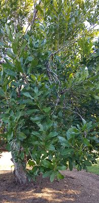 g13/09/515909/3/175628697.63f1b850.JPEG