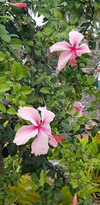 g13/09/515909/3/175628736.804de4b3.JPEG