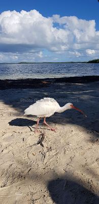 Discovering Florida - Photos de notre voyage en Floride