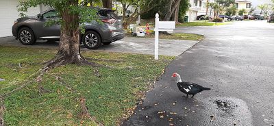 g13/09/515909/3/175631512.35cae791.JPEG