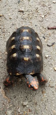 g13/09/515909/3/175631537.6f82e17b.JPEG
