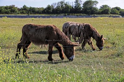 134 Vacances en Charente Maritime - Photos Canon IMG_7534_DxO Pbase.jpg