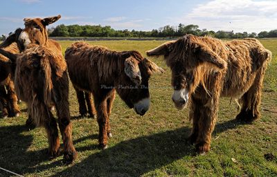 139 Vacances en Charente Maritime - Photos Canon IMG_7539_DxO Pbase.jpg