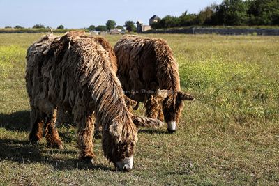 143 Vacances en Charente Maritime - Photos Canon IMG_7543_DxO Pbase.jpg